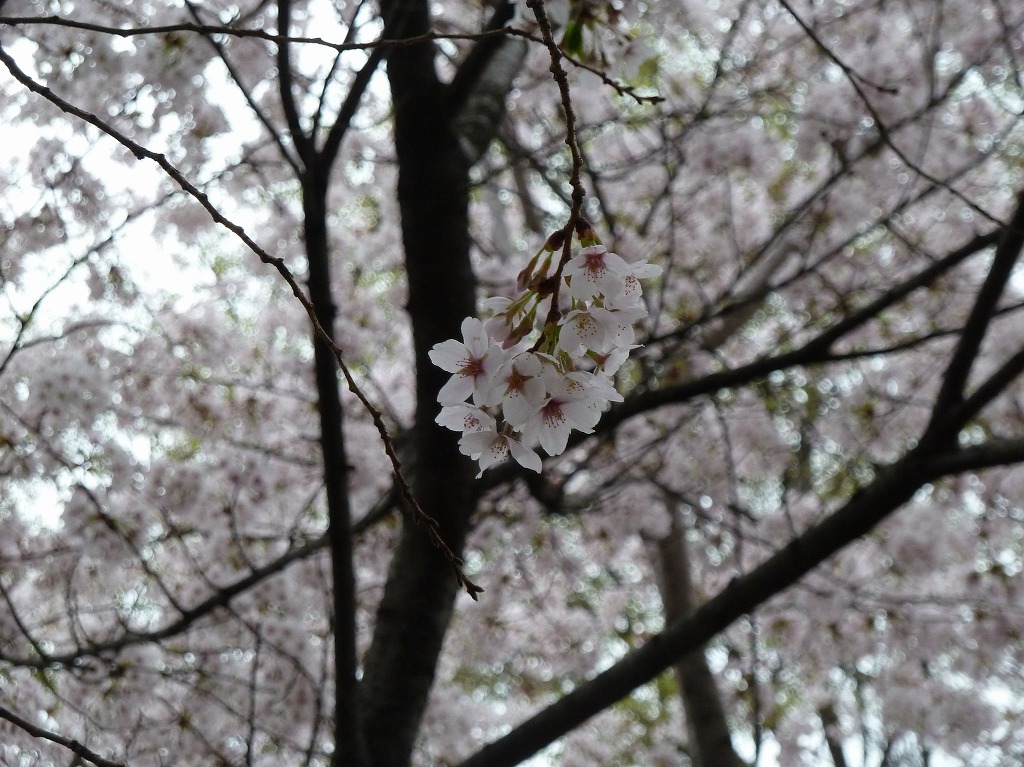 http://www.shintoko.jp/engblog/archives/images/2011/04/110409_sakura133.jpg