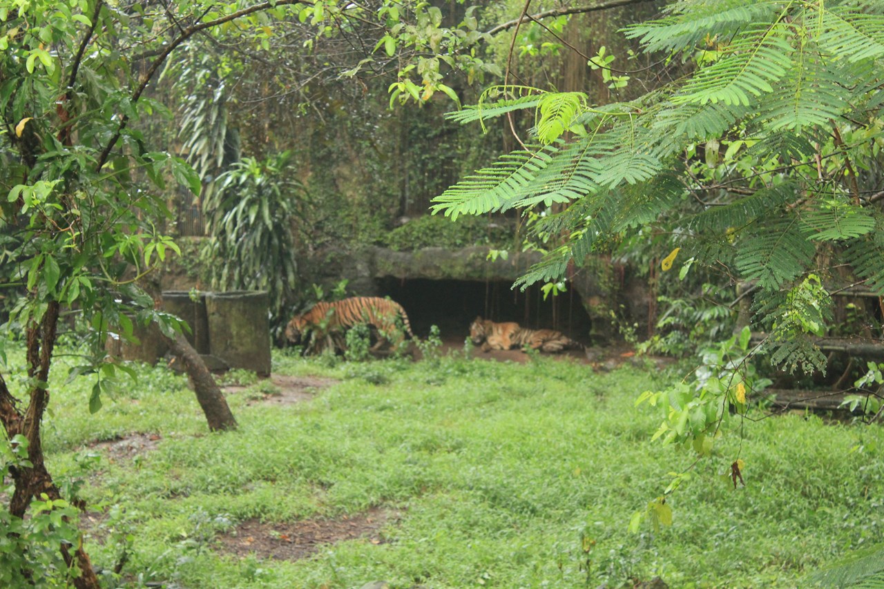 http://www.shintoko.jp/engblog/archives/images/2013/05/130511_ragunan4311.jpg